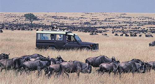 10-days-kenya-tanzania-amazing-wildlife-safari
