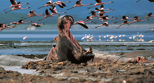 3-day-lake-nakuru-national-park-safari