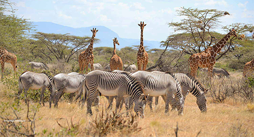 3-days-amazing-samburu-national-reserve-group-joining-safari-book-now