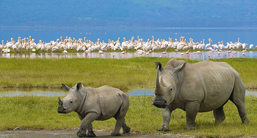 4-days-amazing-lake-nakuru-masai-mara-group-joining-safari