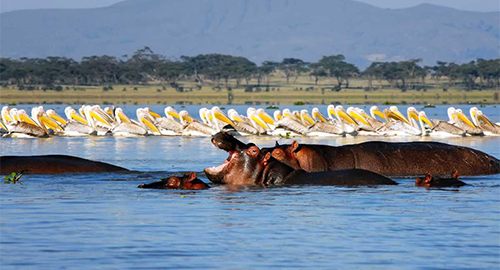 5-days-best-of-lake-nakuru-bogoria-naivasha-masai-mara-safari