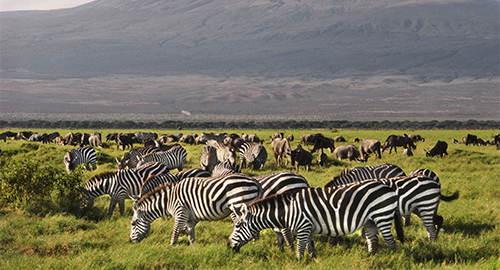 6-days-masai-mara-lake-nakuru-amboseli-luxury-camping-safari
