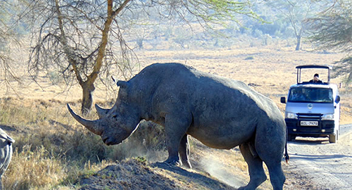 6-days-masai-mara-lake-nakuru-amboseli-safari