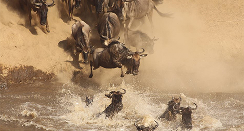 6-days-migration-kenya-tanzania-safari