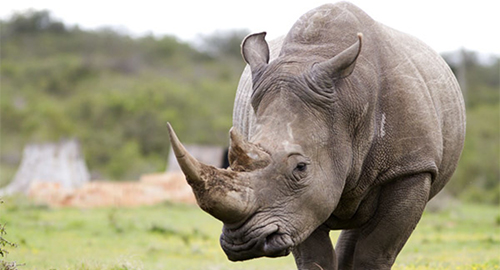 7-days-incredible-aberdares-safari-package