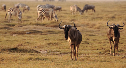8-days-tsavo-east-tsavo-west-amboseli-lake-naivasha-masai-mara-luxury-safari
