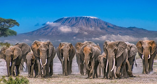 8-days-tsavo-east-tsavo-west-amboseli-lake-nakuru-masai-mara-luxury-safari