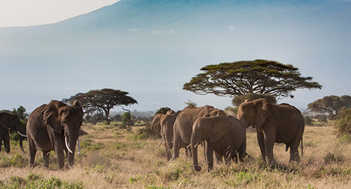 9-days-amboseli-serengeti-lake-manyara-ngorongoro-crater-safari