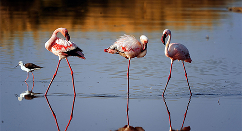 9-days-amboseli-serengeti-lake-manyara-ngorongoro-crater-safari