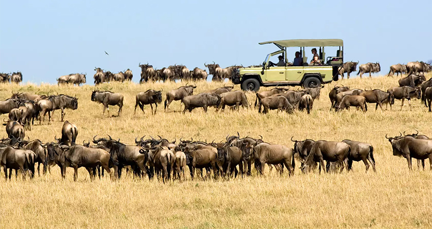 9-days-masai-mara-serengeti-national-park-ngorongoro-crater-safari