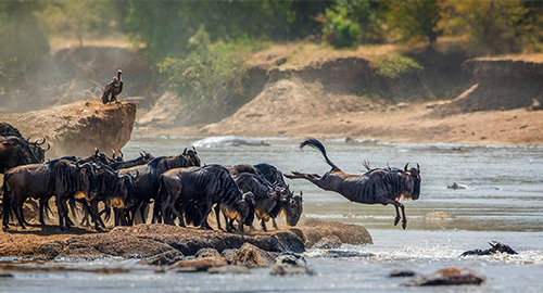 9-days-masai-mara-serengeti-national-park-ngorongoro-crater-safari