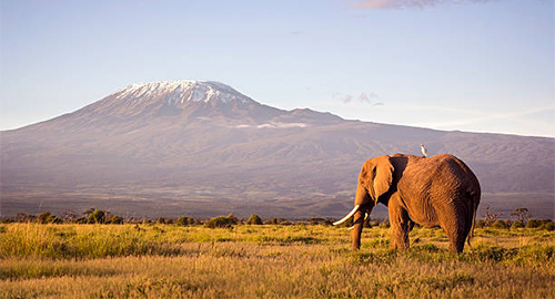 affordable-10-days-amboseli-safari-package