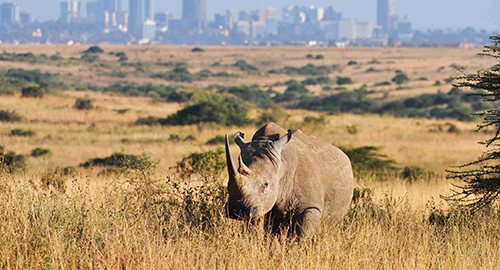 nairobi-national-park-1-day-tour